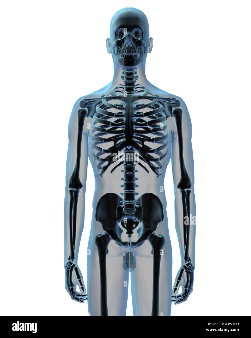 Skelett-Systems Stockfoto