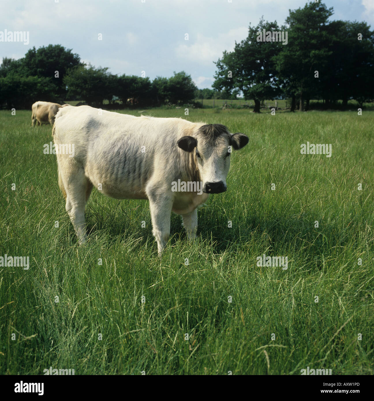 Britische weiße Kuh auf lange Gebirgsgras Snowdonia Nord-Wales Stockfoto