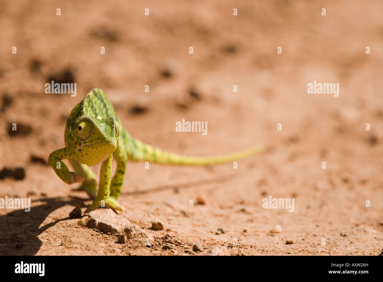 Ein Chamäleon Chamäleon Pumilus Stockfoto