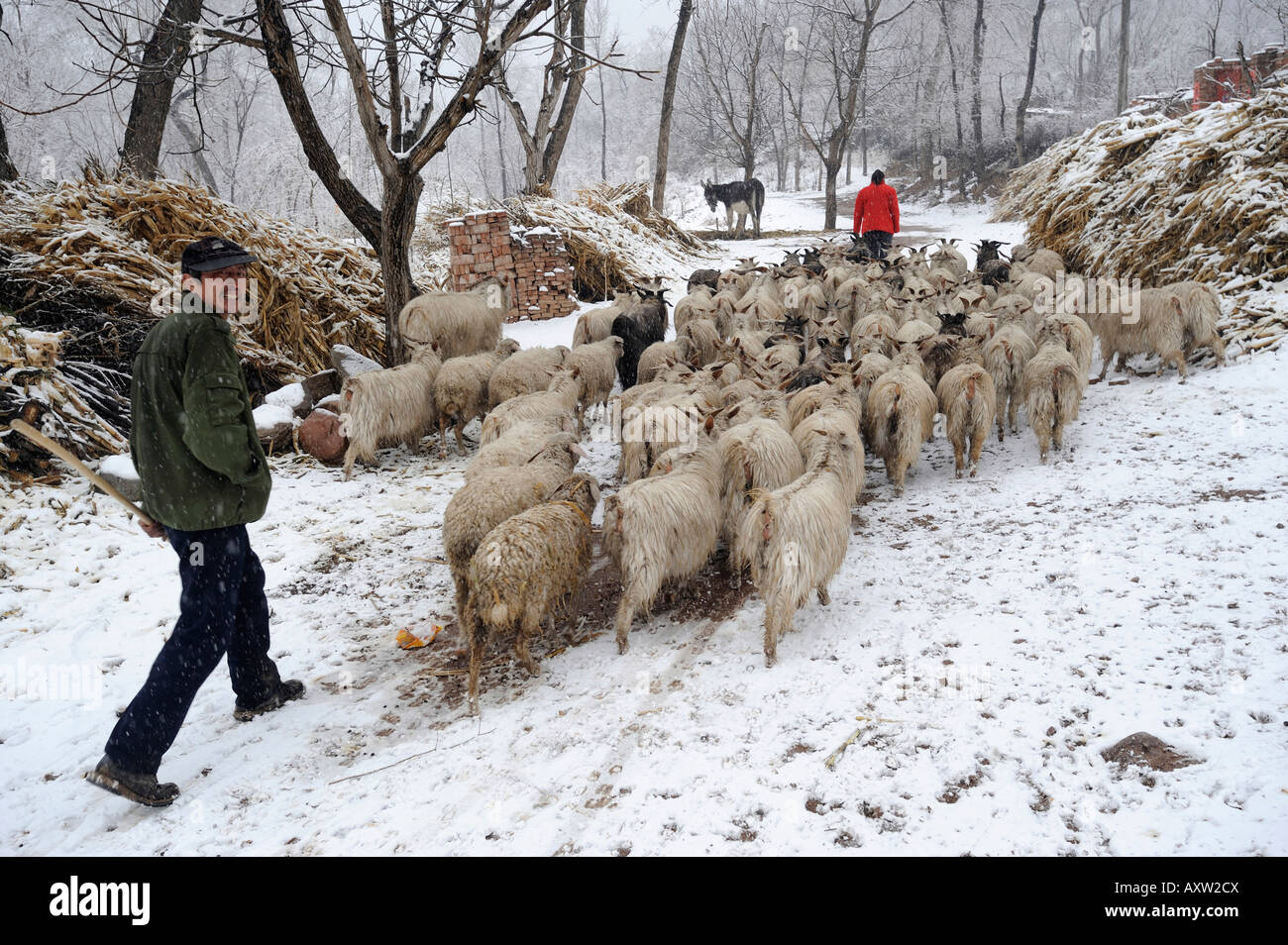 Ein Bauer Schäfer Herden Schafe in einem Dorf in Chicheng County in der Provinz Hebei, China. 28-Mär-2008 Stockfoto