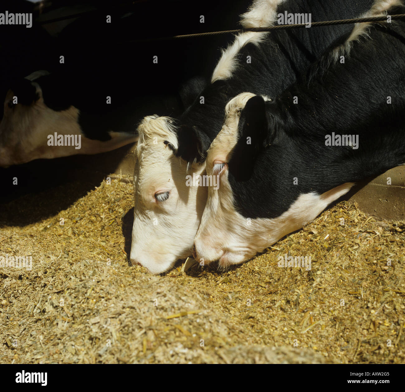 Hereford x friesische Ochsen im Tierhaus ernähren sich von Maissilage Devon Stockfoto