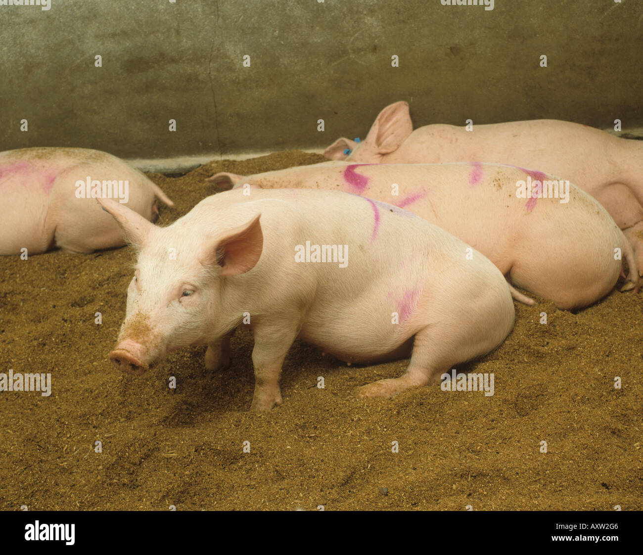 Finisher-Schweine in Sägemehl Gülle Enzym Bettwäsche experimentieren Norfolk Stockfoto