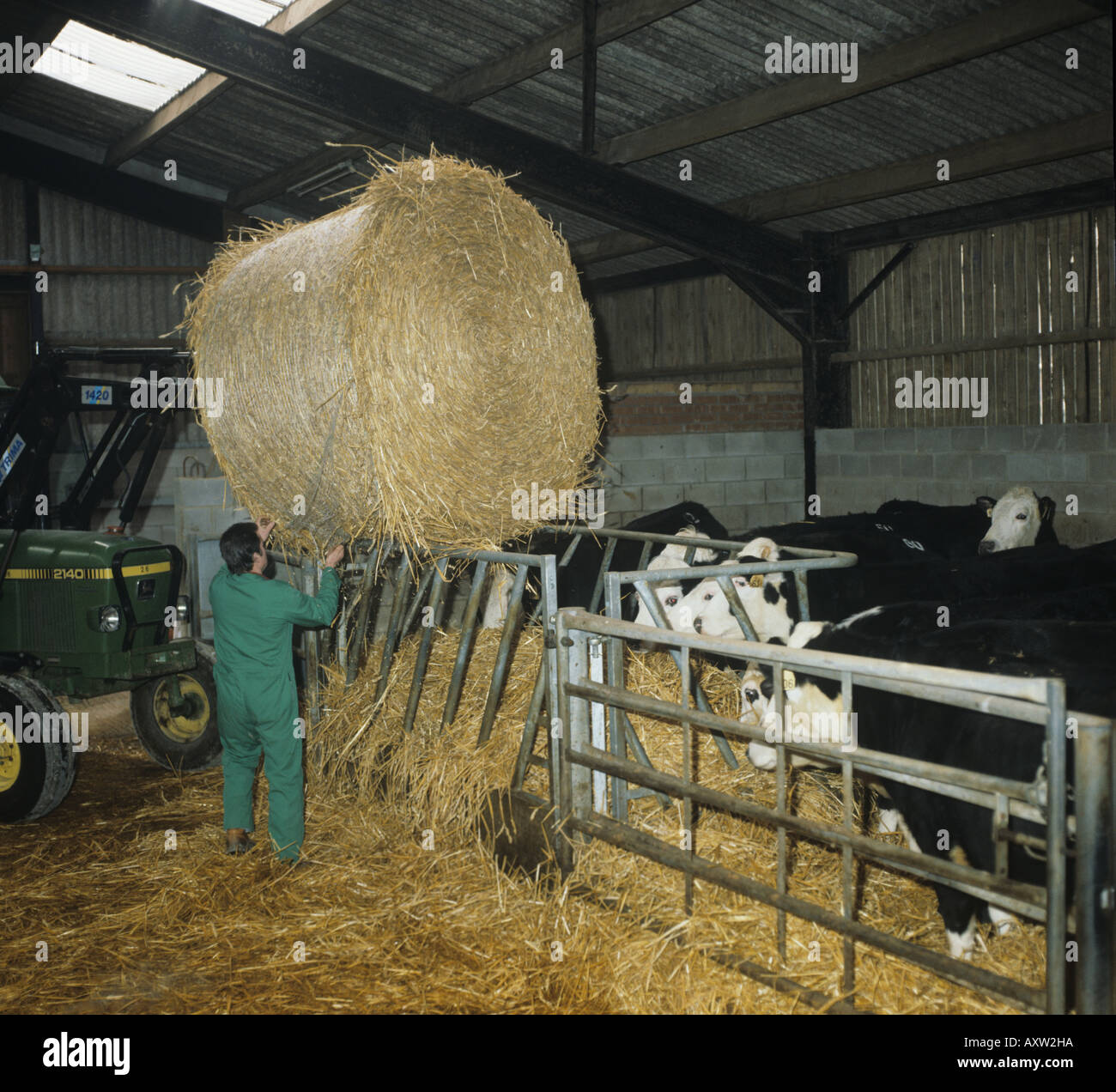 Stroh Handhabung setzen Runde Strohballen in Tierfutter mit untergebracht cross Hereford Rinder Stockfoto