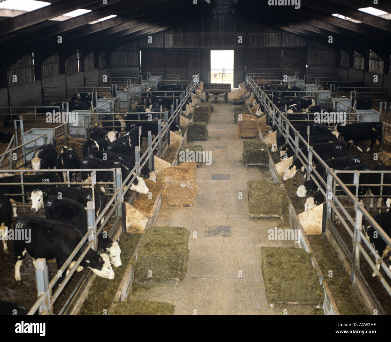 Hereford Rinder in Ställen, die Fütterung von Trögen von verschiedenen Arten von Silage in Blöcken zu überqueren Stockfoto