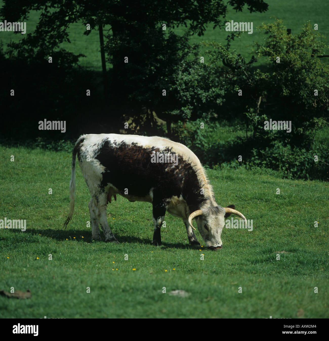 Britische Longhorn Kuh Weiden auf kurze Weide Sussex Stockfoto