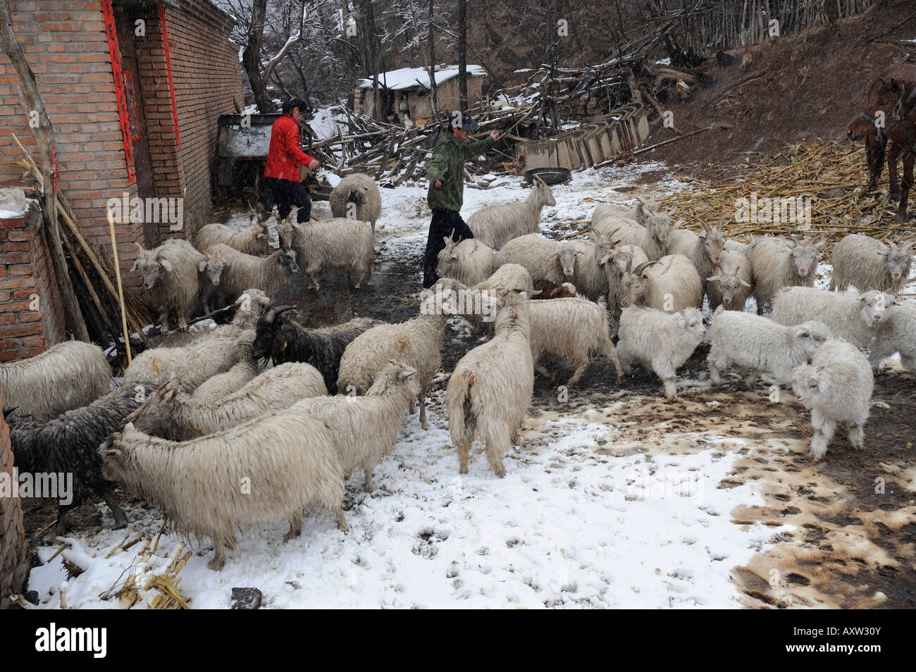 Landwirt Hirten Herde Schafe in einem Dorf in Chicheng, Hebei Provinz, China. 28. März 2008 Stockfoto