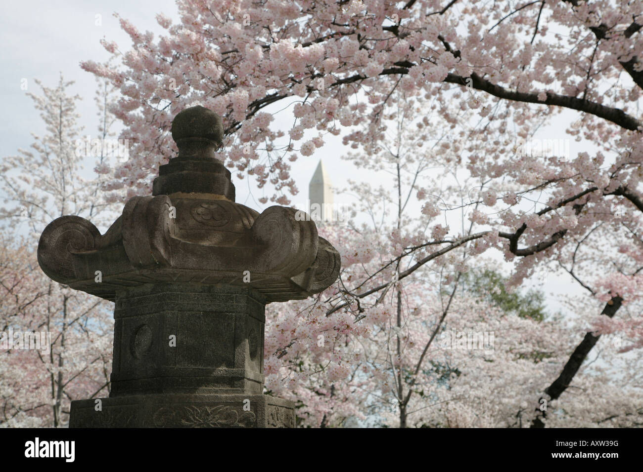 Japanische Laterne, Cherry Blossom, Tidal Basin, Jefferson Memorial, Washington DC, USA Stockfoto