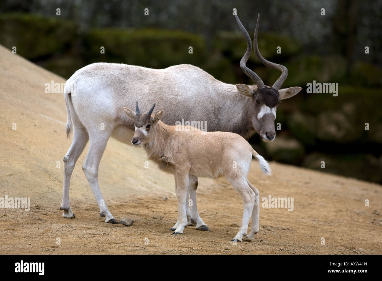 Addax-Antilopen mit Young - Addax nasomaculatus Stockfoto