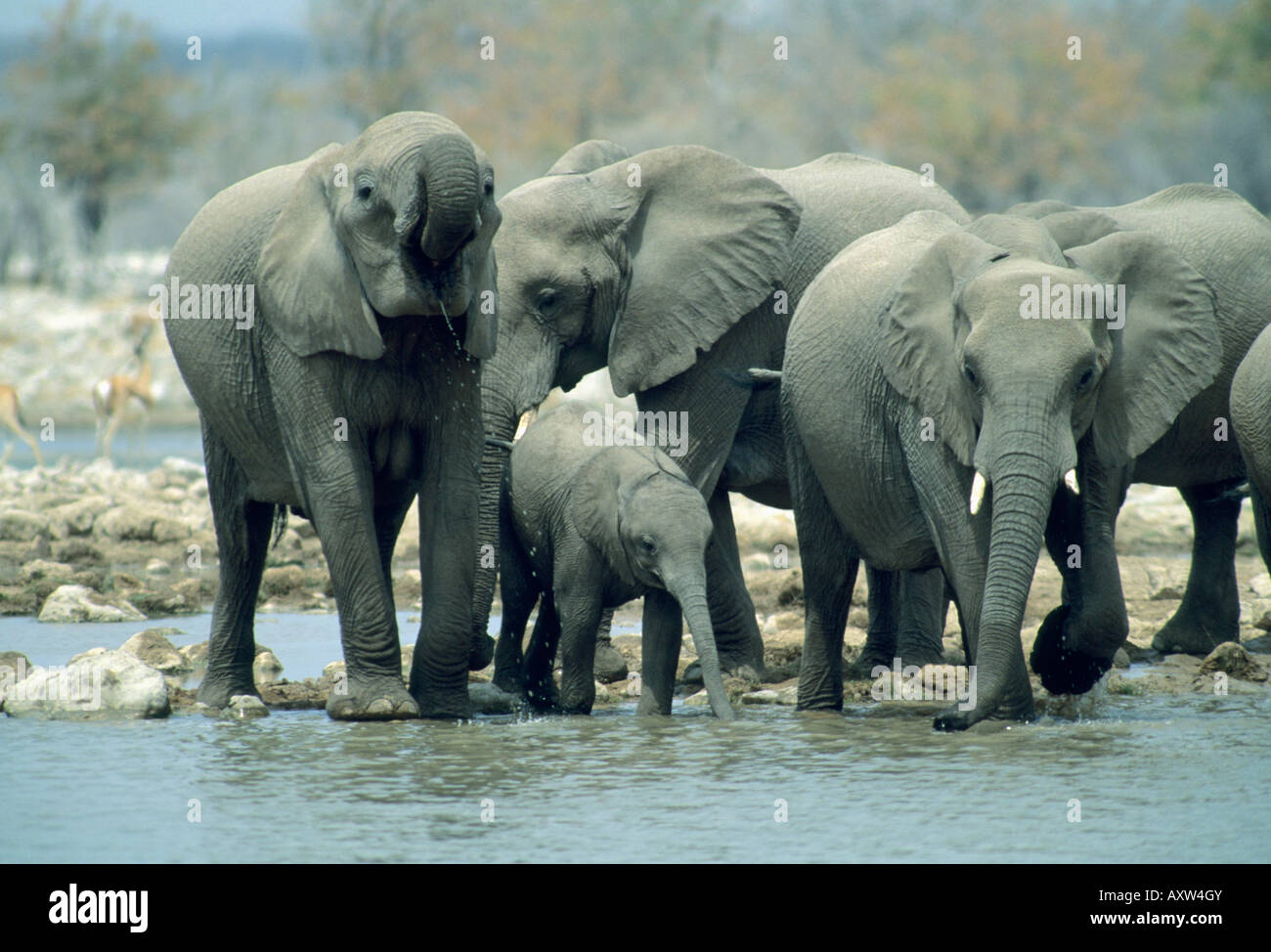 Afrikanischer Elefant (Loxodonta Africana) am Wasserloch, Etosha Nationalpark, Namibia Stockfoto