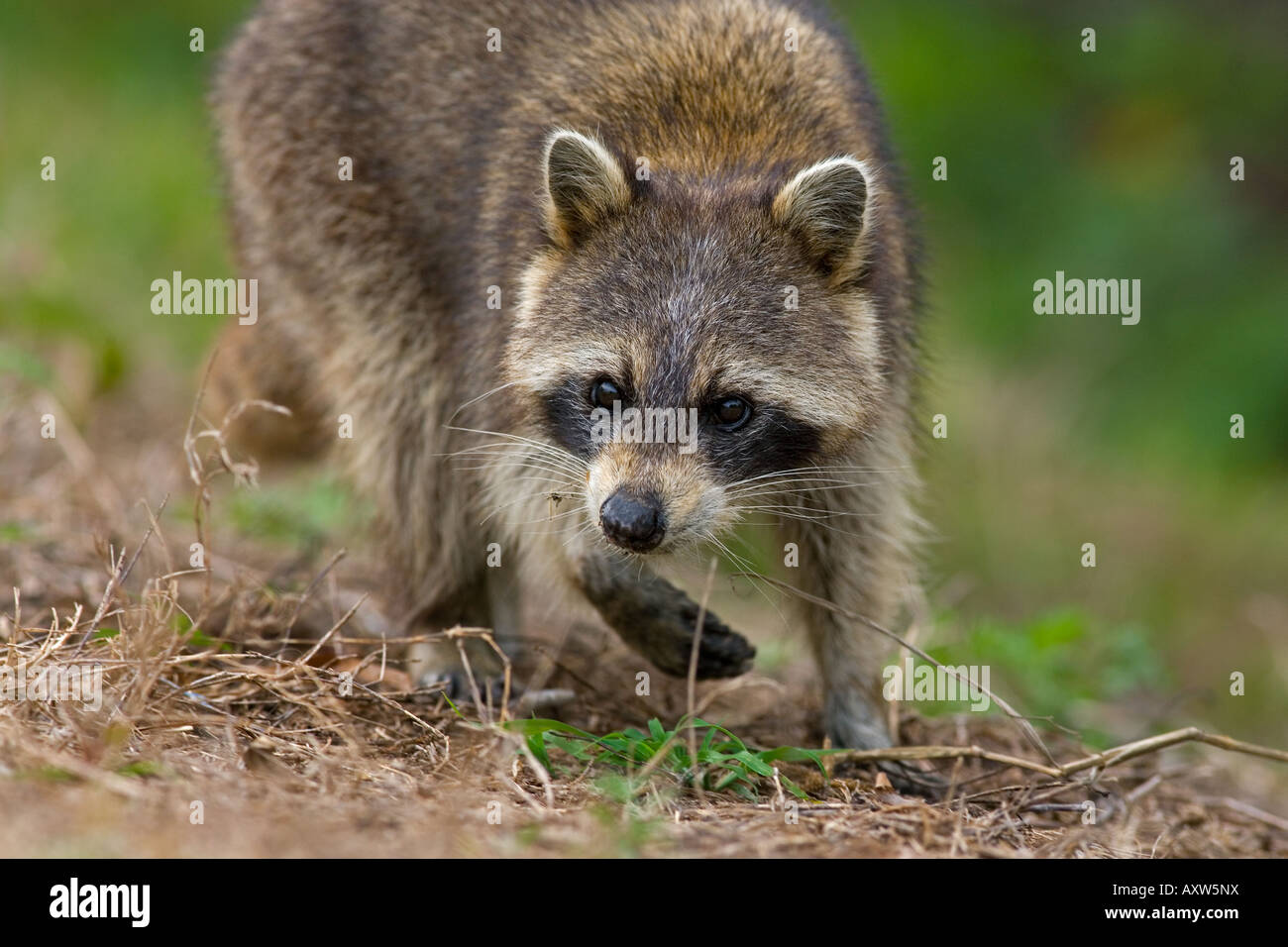 Waschbär Procyon Lotor Florida USA Frühjahr Stockfoto