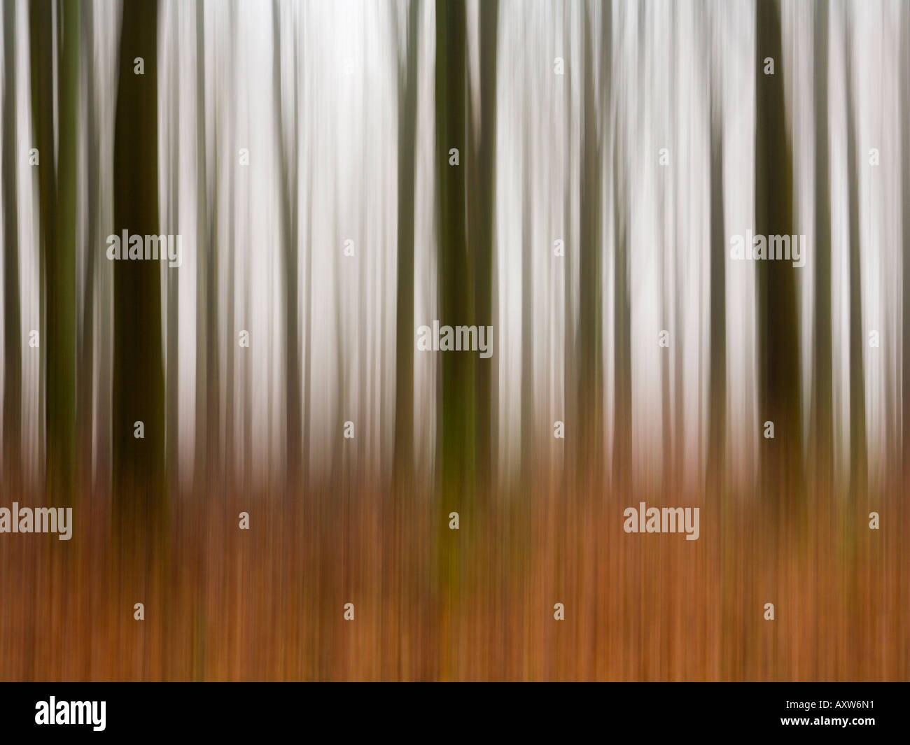 Unheimlicher Nebel hängt in West-Wald in der Nähe von Marlborough Wiltshire UK Unschärfe verschwimmen Stockfoto Unheimlicher Nebel hängt in West-Wald in der Nähe von Marlborough Wiltshire UK Unschärfe verschwimmen Stockfoto