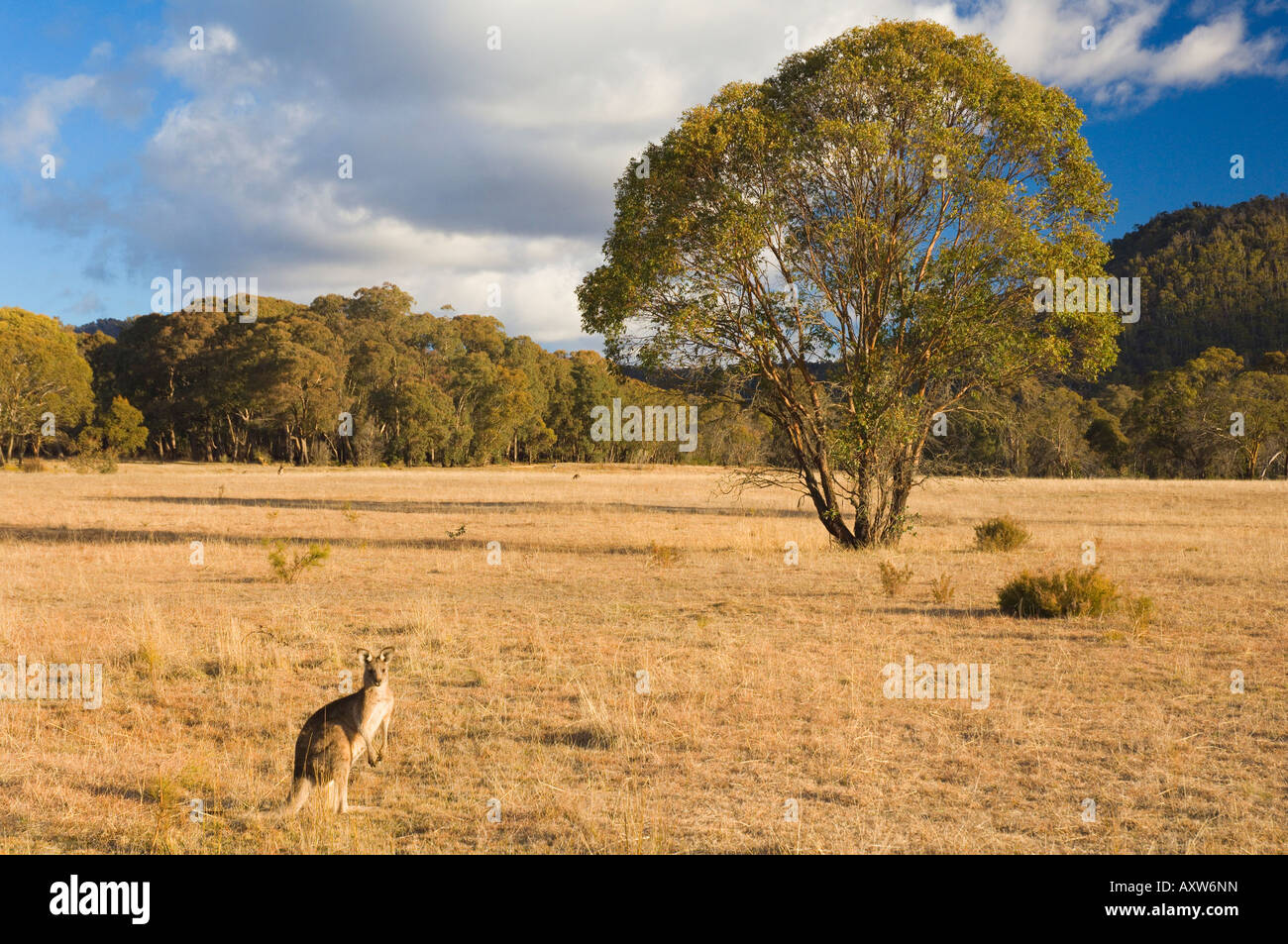 Östliche graue Känguru, Kosciuszko-Nationalpark, New South Wales, Australien, Pazifik Stockfoto