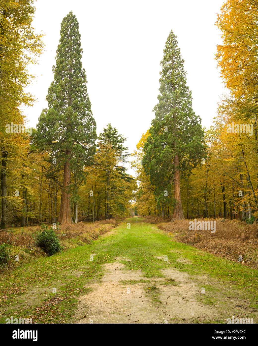 Zwei gigantischen Sequoia Bäume schwarz Wasser Arboretum New Forest Hampshire UK Stockfoto Zwei gigantischen Sequoia Bäume schwarz Wasser Arboretum New Forest Hampshire UK Stockfoto
