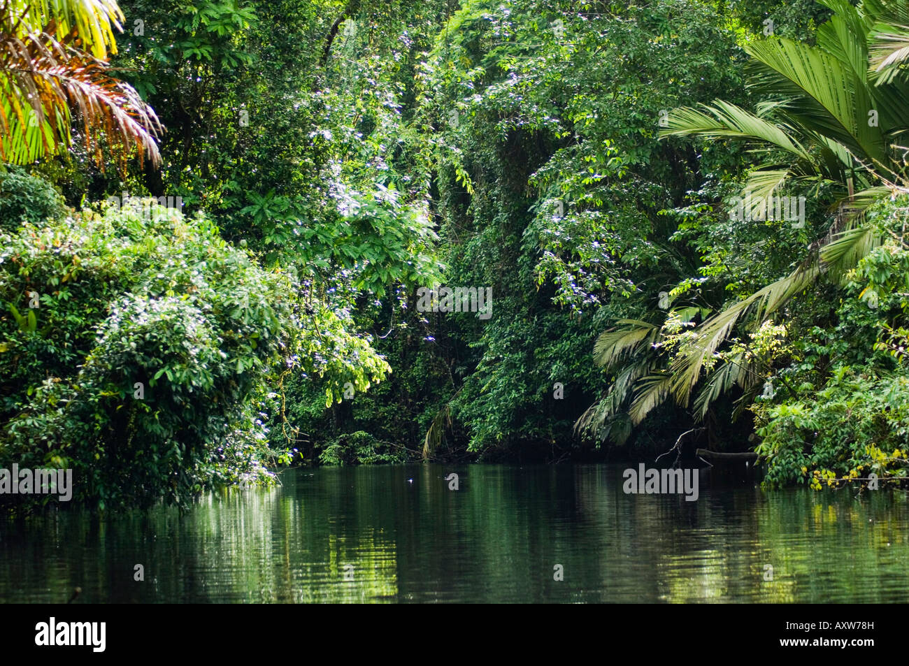 Nationalpark Tortuguero, Costa Rica Stockfoto