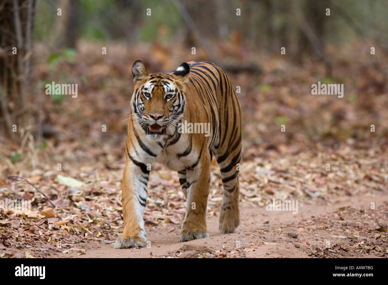 Weibliche indische Tiger (Königstiger) (Panthera Tigris Tigris), Bandhavgarh National Park, Madhya Pradesh state, Indien, Asien Stockfoto