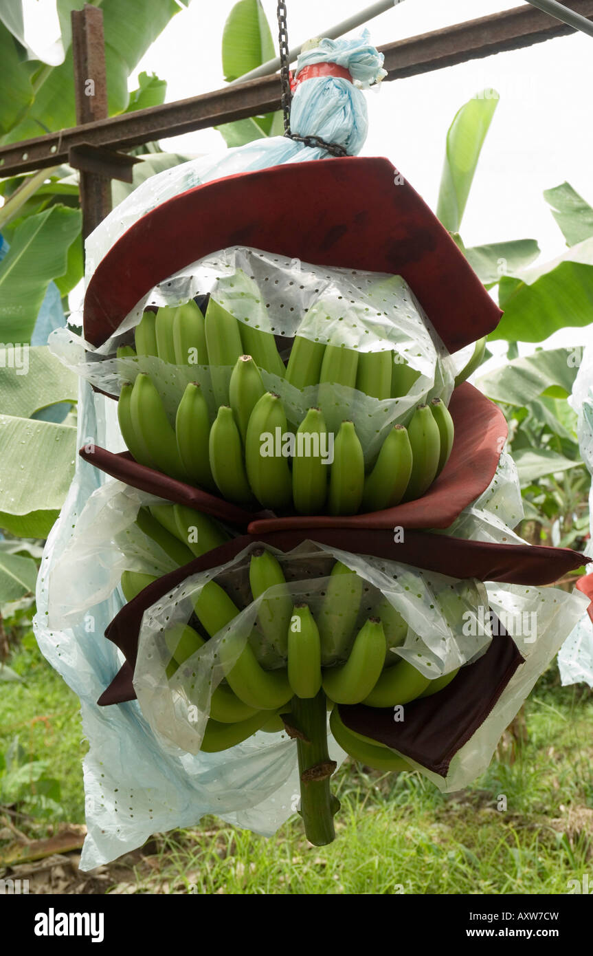 Den Transport von Bananen aus Costa Rica-Plantage Stockfoto