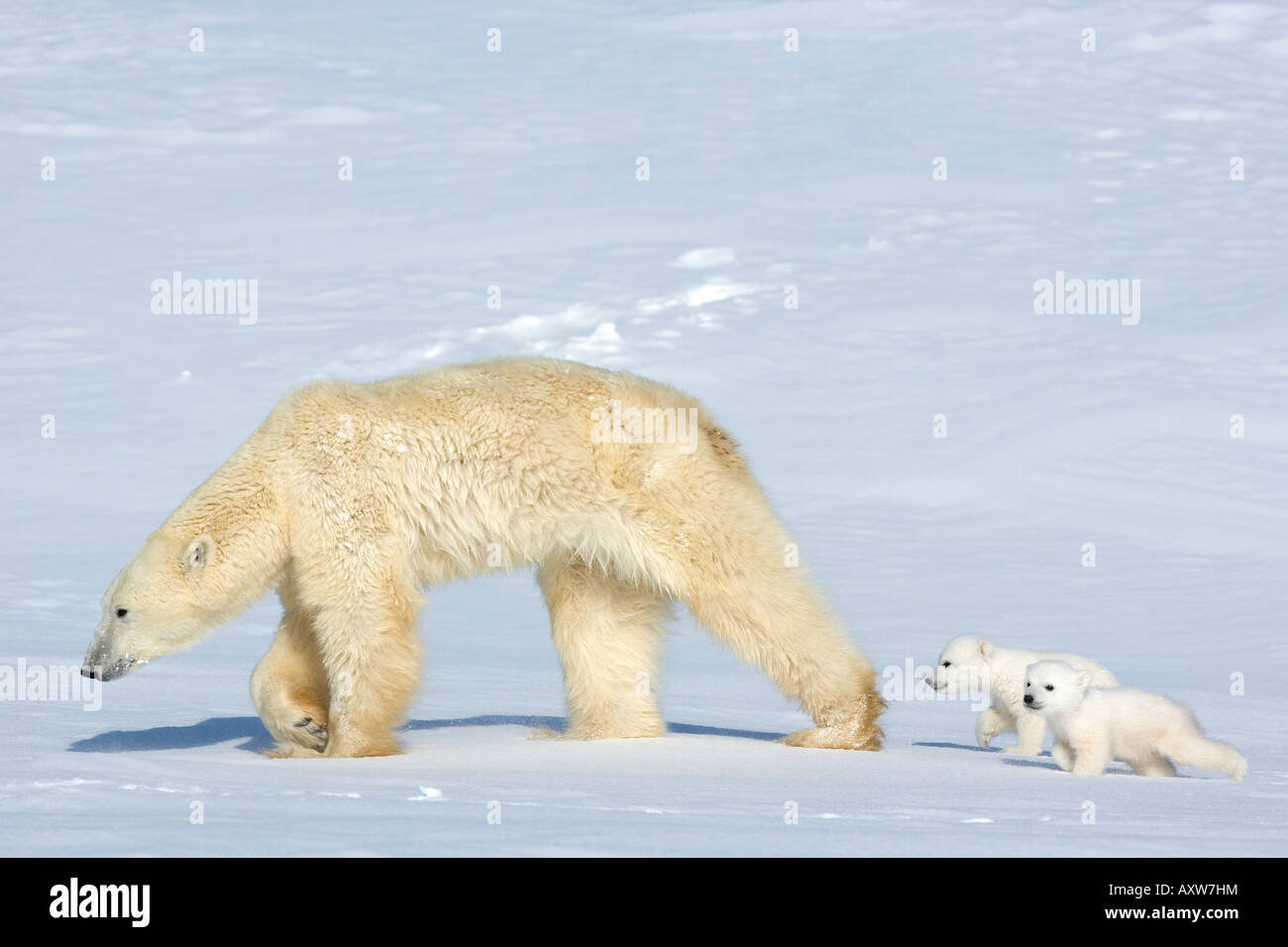 Eisbär (Ursus Maritimus) Mutter mit zwei jungen, Wapusk-Nationalpark, Churchill, Hudson Bay, Manitoba, Kanada, Nordamerika Stockfoto