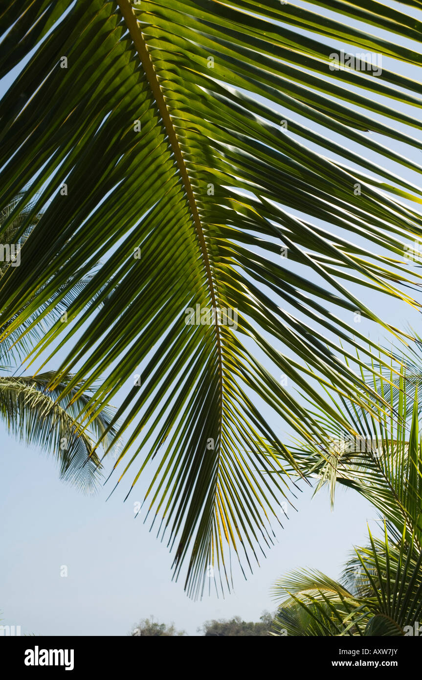 Palm Leaf, Nicoya Peninsula, costarica Stockfoto