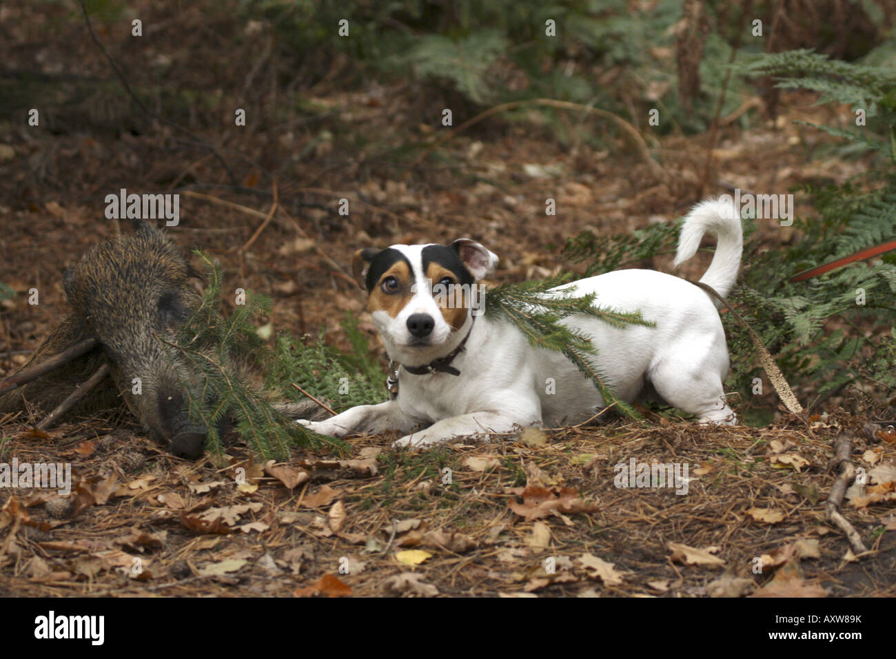 Jack Russell Terrier (Canis Lupus F. Familiaris) Jagd Hund tracking eines Tieres und bestandener Prüfung Jagd, Deutschland Stockfoto
