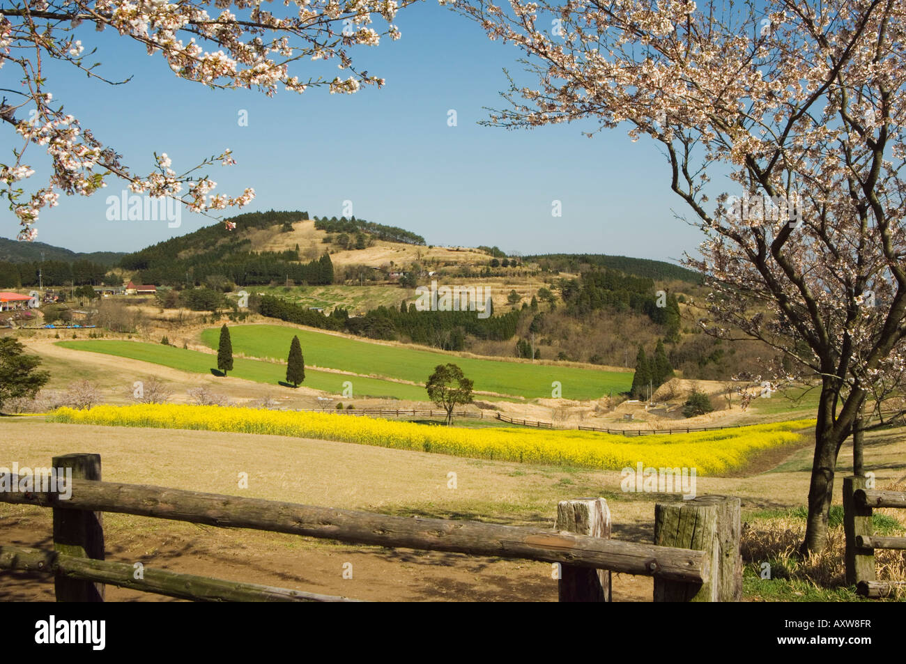 Frühling Kirschbäume und Berglandschaft, Takachiho Farm, Kirishima Nationalpark, Kagoshima Präfektur, Kyushu, Japan, Asien Stockfoto