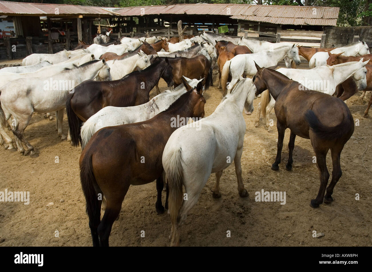 Pferde, Hacienda Gauachipelin, in der Nähe von Rincon De La Vieja Nationalpark, Gaunacaste, Costa Rica Stockfoto