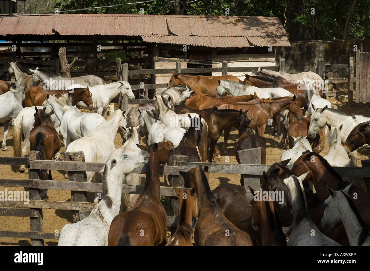 Pferde, Hacienda Gauachipelin, in der Nähe von Rincon De La Vieja Nationalpark, Gaunacaste, Costa Rica Stockfoto