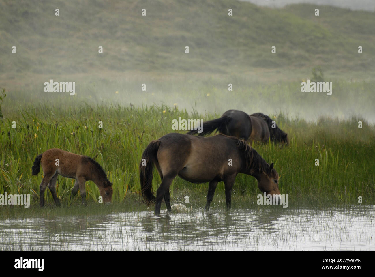 Exmoor Pony (Equus Przewalskii F. Caballus), kostenlose reichen Herde im Sumpf Seitenfläche in Wasser stehen im Nebel auf der Insel von Tex Stockfoto