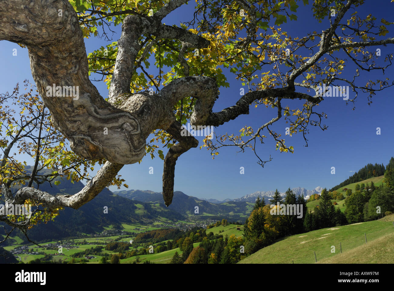Bergahorn, große Ahorn (Acer Pseudoplatanus), alte Brunch von den großen Ahorn auf einer Bauern-Hütte durch Kitzbüheler mit Blick auf die Stockfoto
