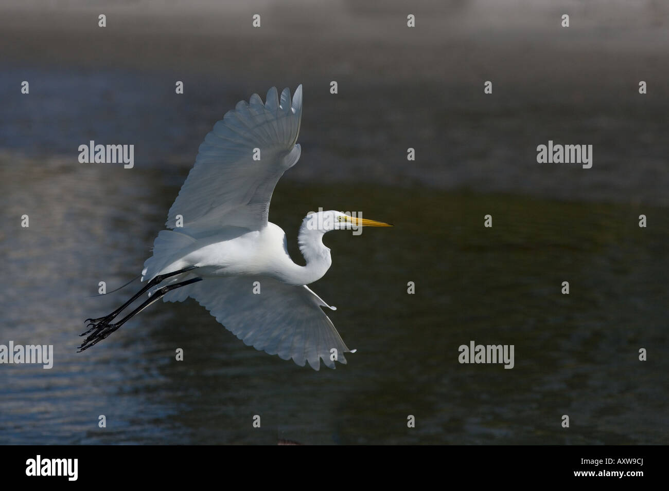 Silberreiher Casmerodius Alba in der Lagune Fort Myers Beach, Florida USA Stockfoto