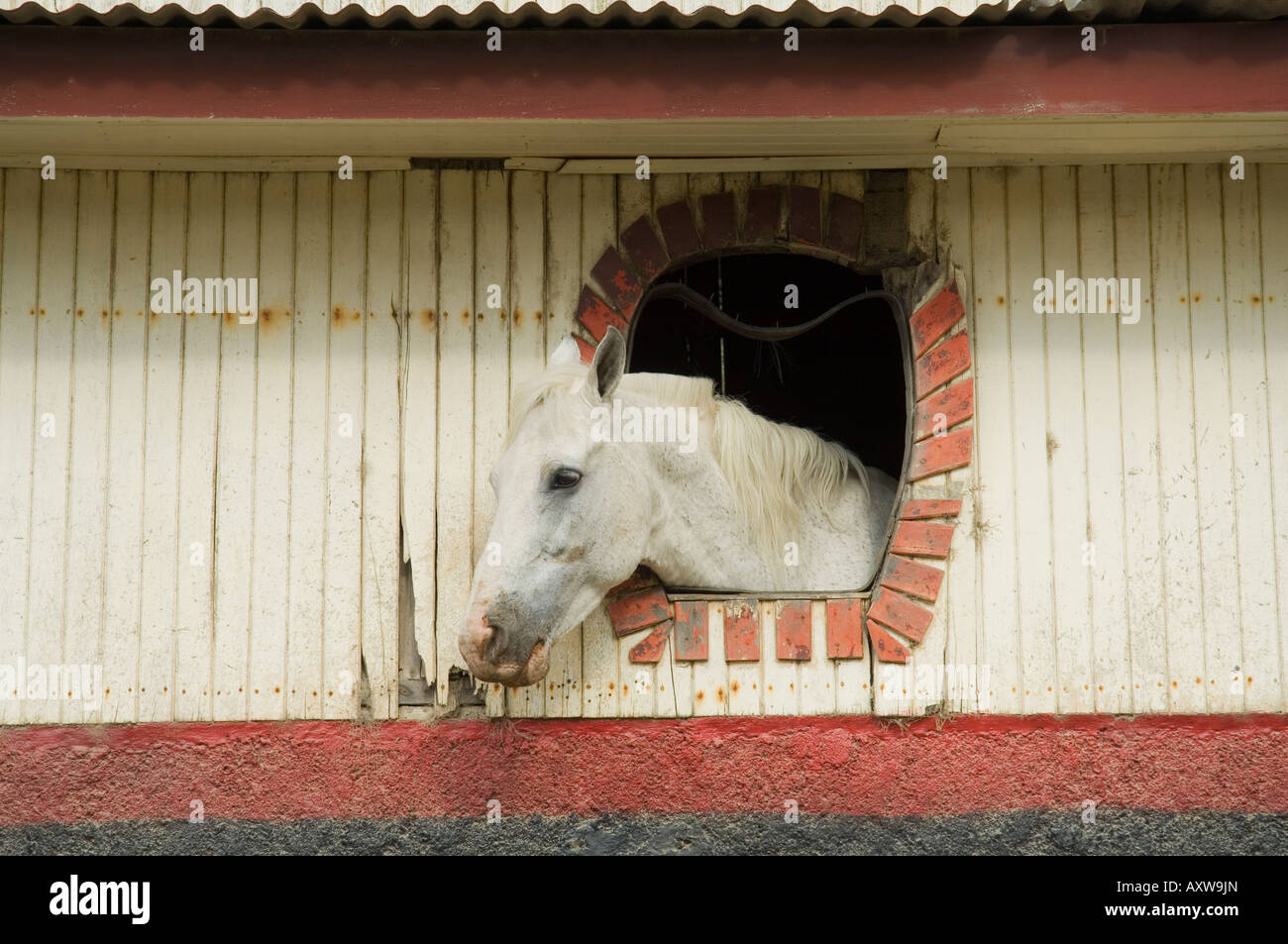 Pferd im Stall auf Weg nach Monteverde, Costa Rica Stockfoto