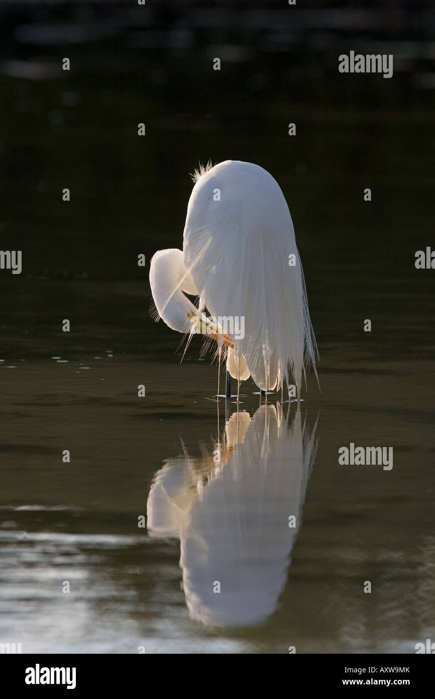 Große Silberreiher-Casmerodius Alba putzen in Lagune Fort Myers Beach in Florida USA Stockfoto