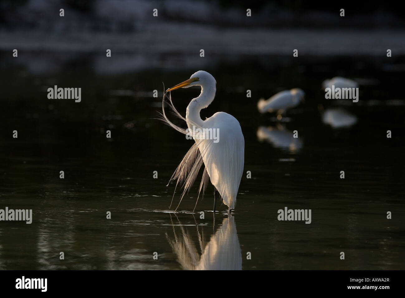 Große Silberreiher-Casmerodius Alba putzen in Lagune Fort Myers Beach in Florida USA Stockfoto