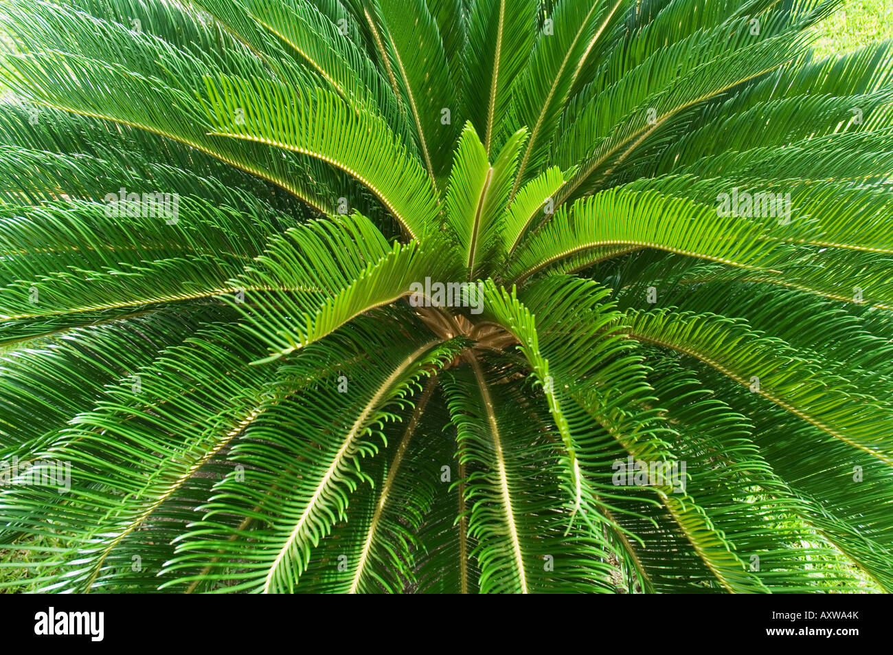 Baumfarn, Arenal, Costa Rica Stockfoto