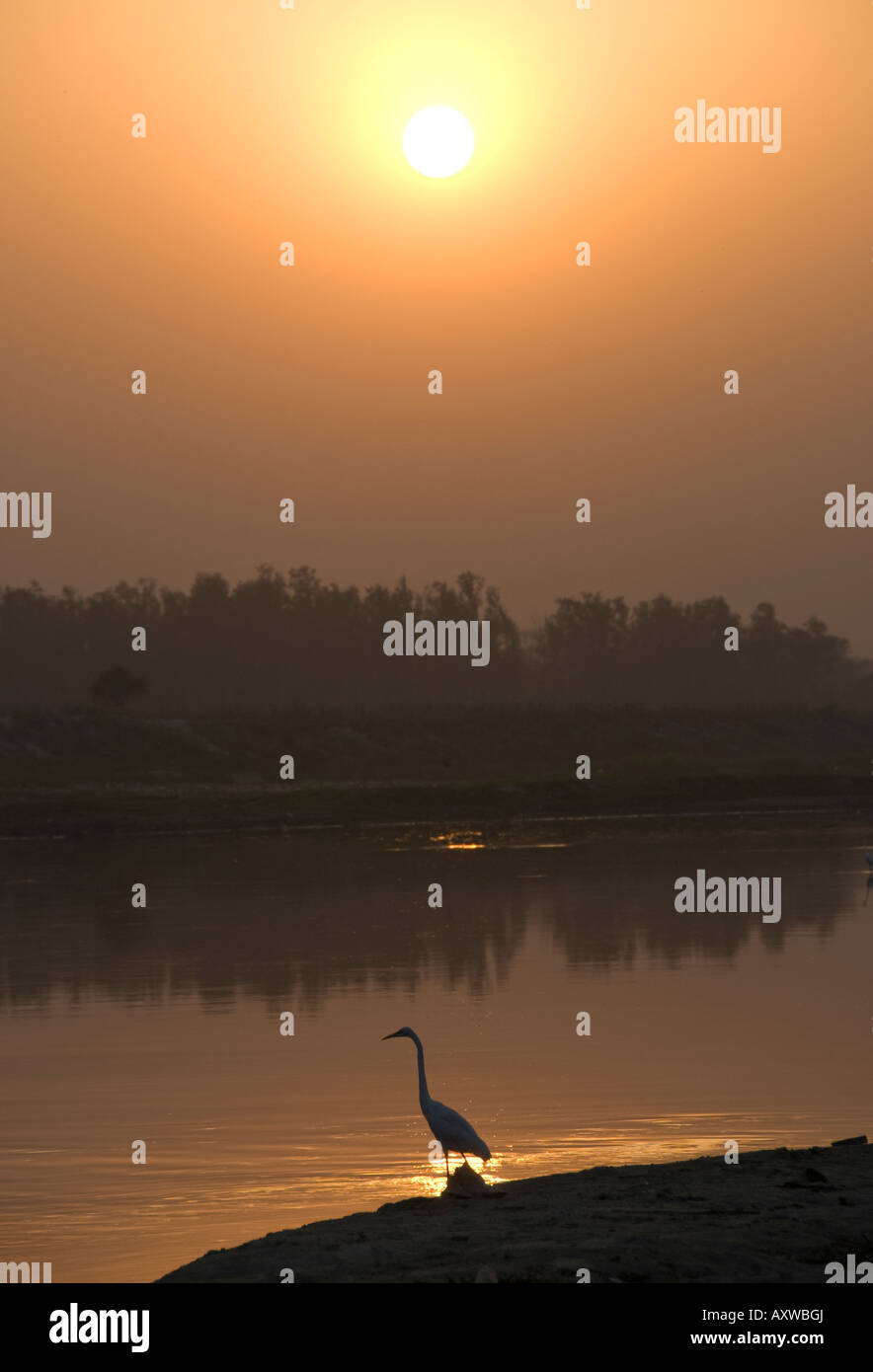 Ein Storch durch den Fluss Yamuna in Agra Indien Stockfoto