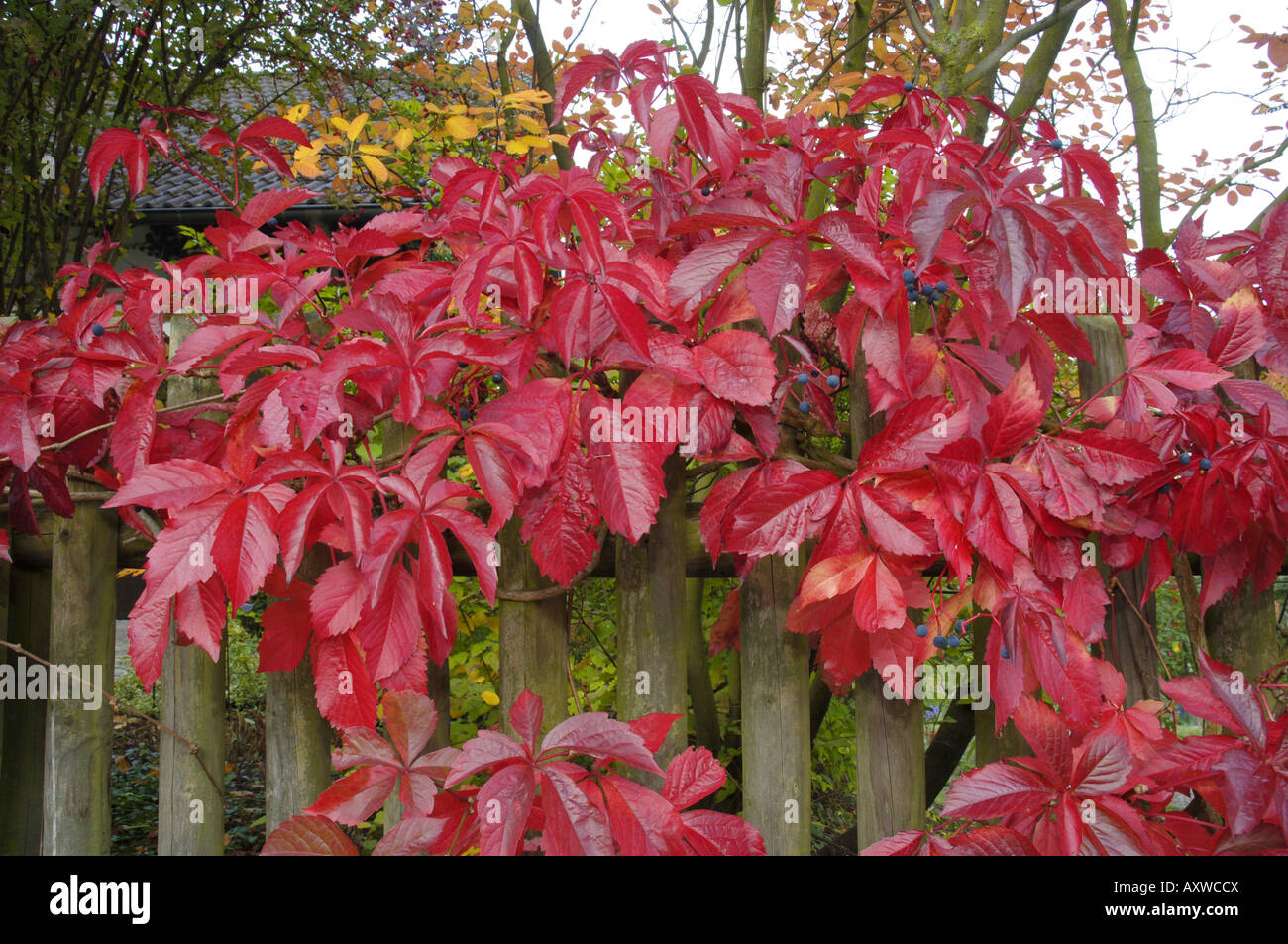 compo unkrautvernichter und dünger COMPO EXPERT Rasen Floranid® mit Unkrautvernichter – Düngerprofi24 main image 0