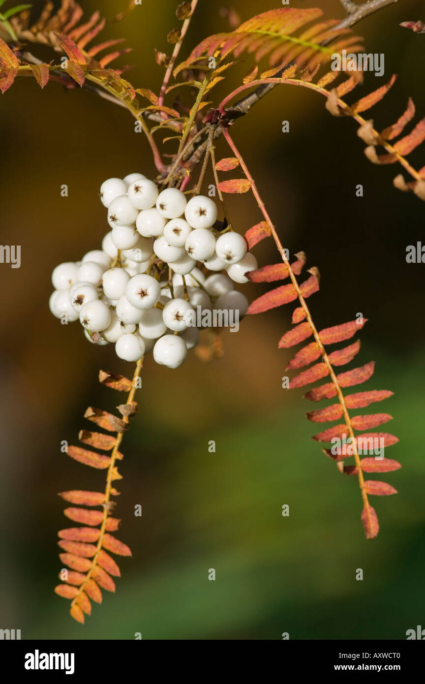 Weiße Beeren der Eberesche, Sorbus Koehneana bei Dawyck Botanic Garden, Stobo, Scottish Borders, Schottland Stockfoto