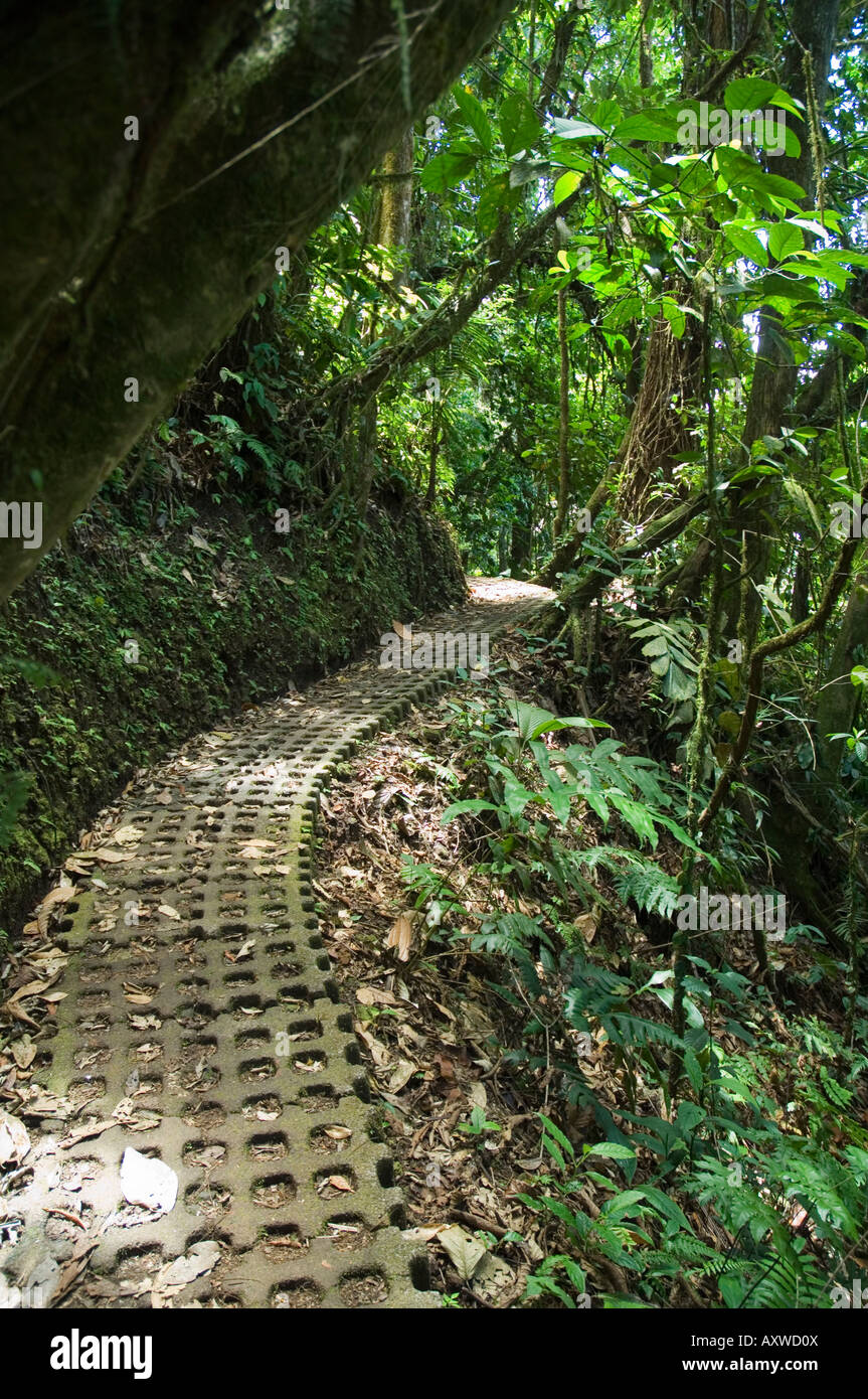 Hängende Brücken einen Spaziergang durch den Regenwald, Arenal, Costa Rica Stockfoto