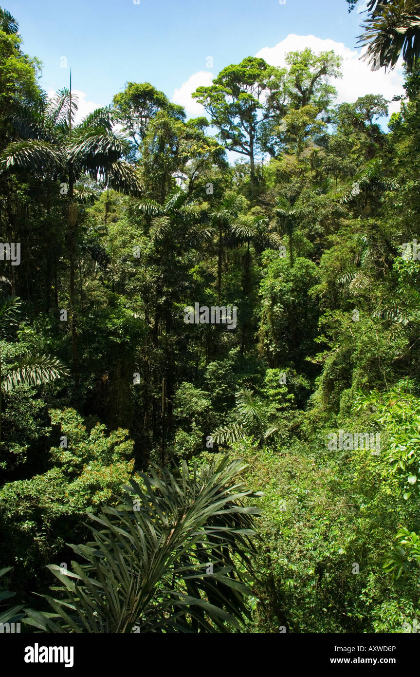 Regenwald Vegitation, Hängebrücken Spaziergang, Arenal, Costa Rica Stockfoto