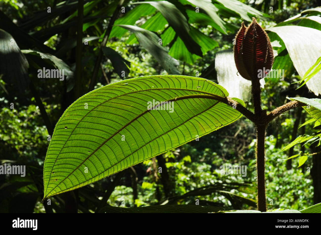 Regenwald Vegitation, Hängebrücken Spaziergang, Arenal, Costa Rica Stockfoto