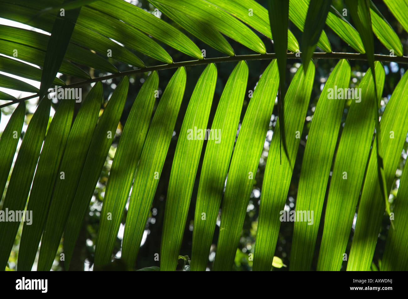 Regenwald Vegitation, Hängebrücken Spaziergang, Arenal, Costa Rica Stockfoto