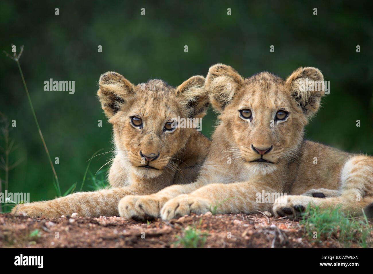 Löwenbabys, Panthera Leo, im Kruger National Park Mpumalanga, Südafrika Stockfoto