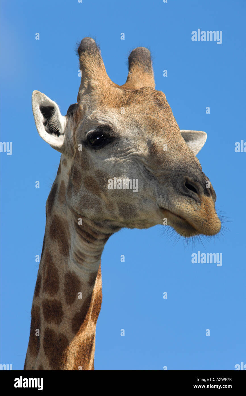 Giraffe, Giraffe Giraffa, im Kruger National Park, Mpumalanga, Südafrika Stockfoto