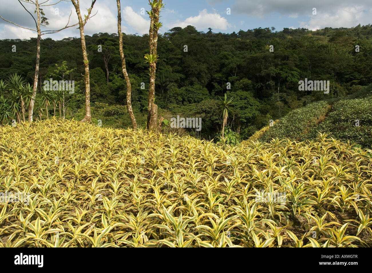 Garten Pflanzen zwischen La Fortuna und San Ramon, Costa Rica Stockfoto