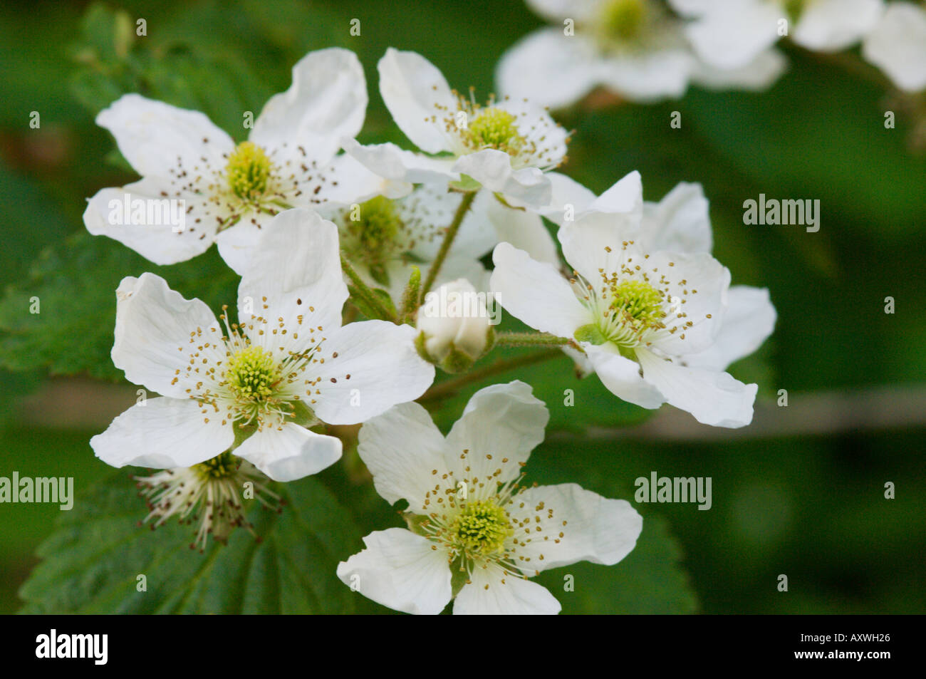 Schwarze Himbeere Blüte Rubus occidentalis Stockfoto, Bild: 5524773 - Alamy