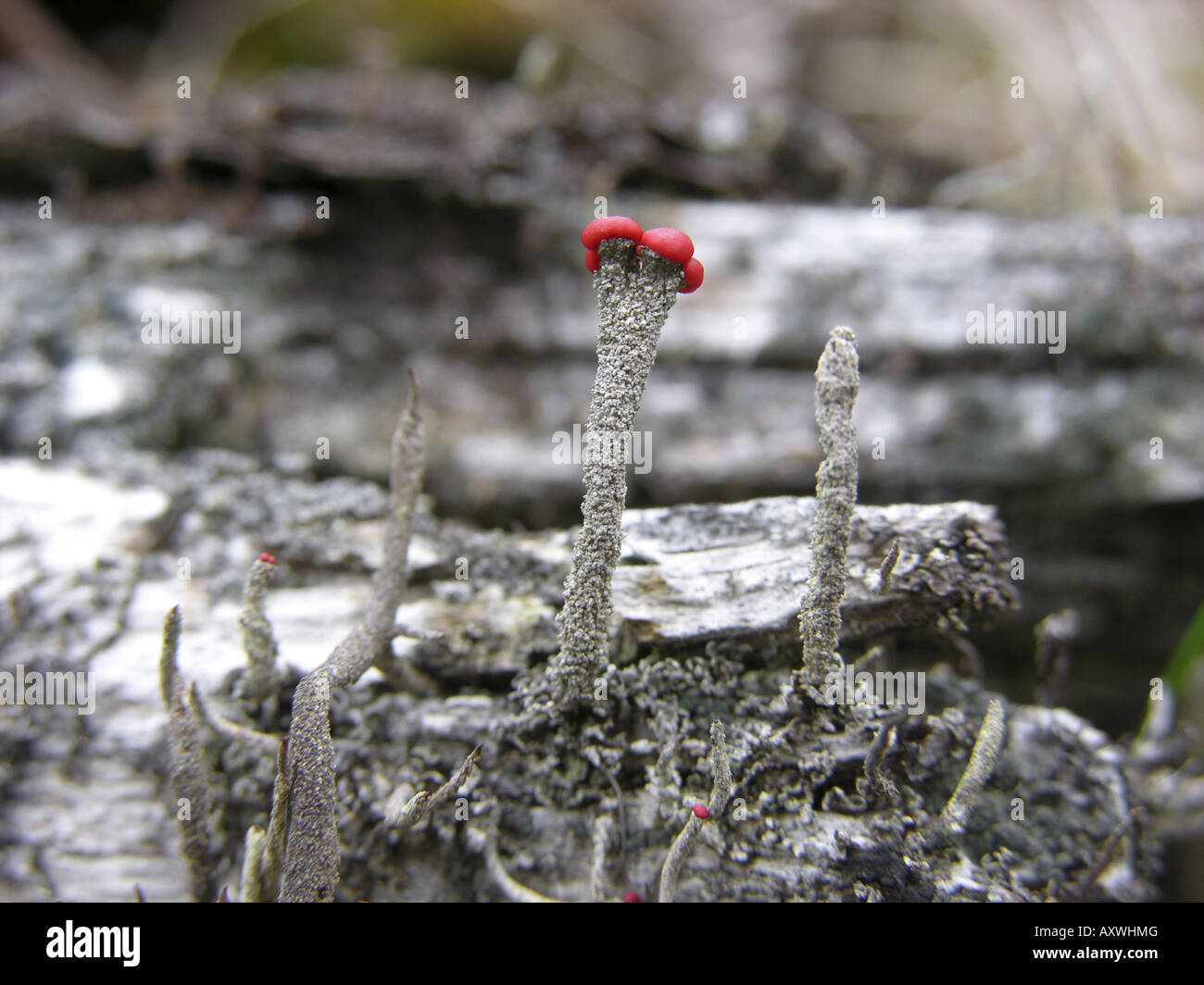 Flechten Sie (Cladonia Macilenta Ssp Floerkeana), mit Stockfoto