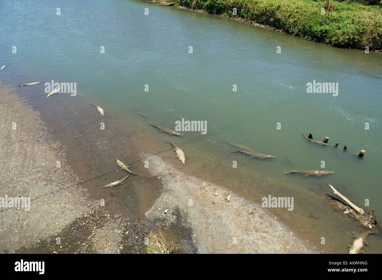 Krokodile gesehen von der Brücke über den Fluss Tarcoles, in der Nähe von Puntarenas, Costa Rica Stockfoto