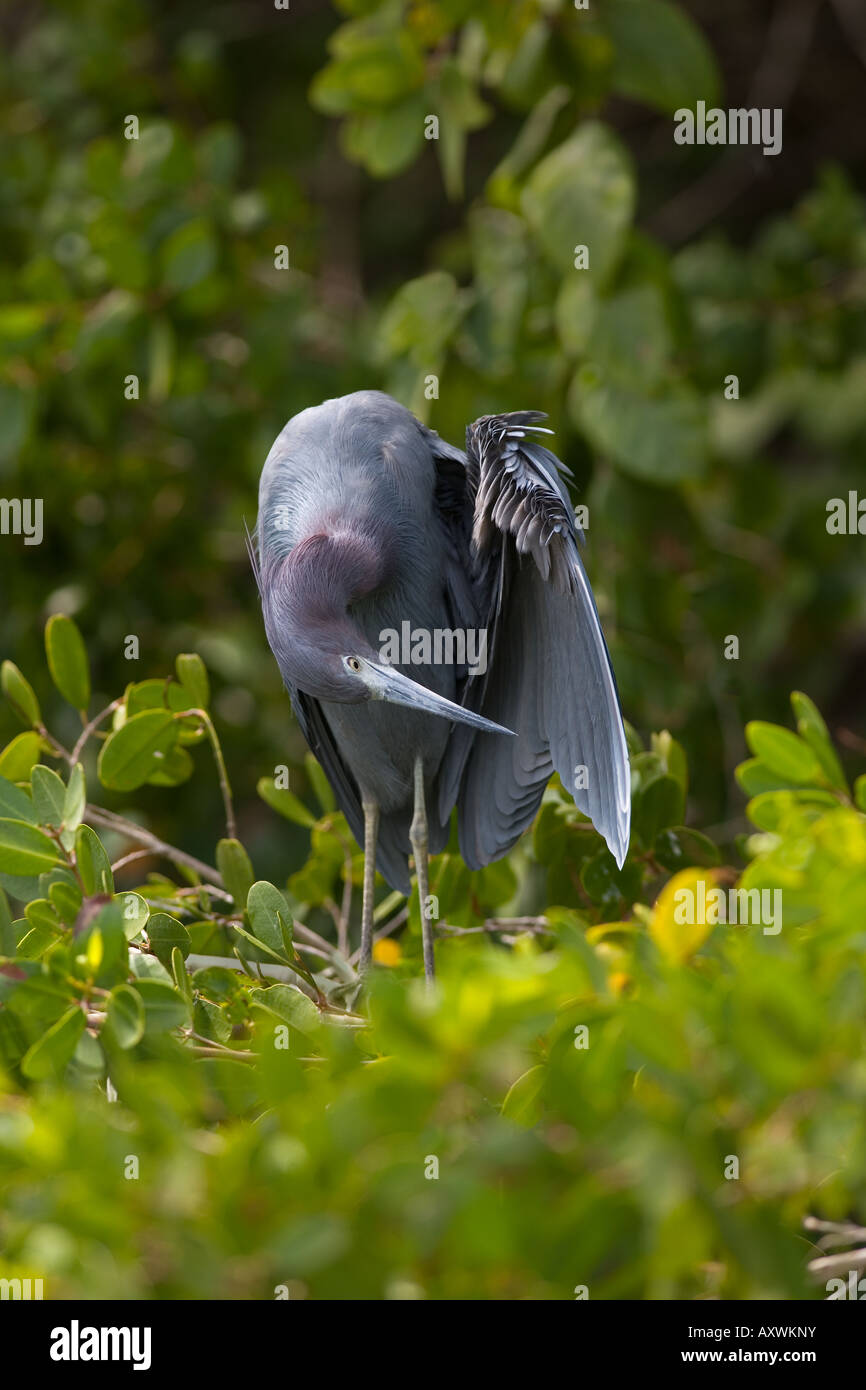Kleine blaue Reiher Egretta Caerulea Florida USA Stockfoto