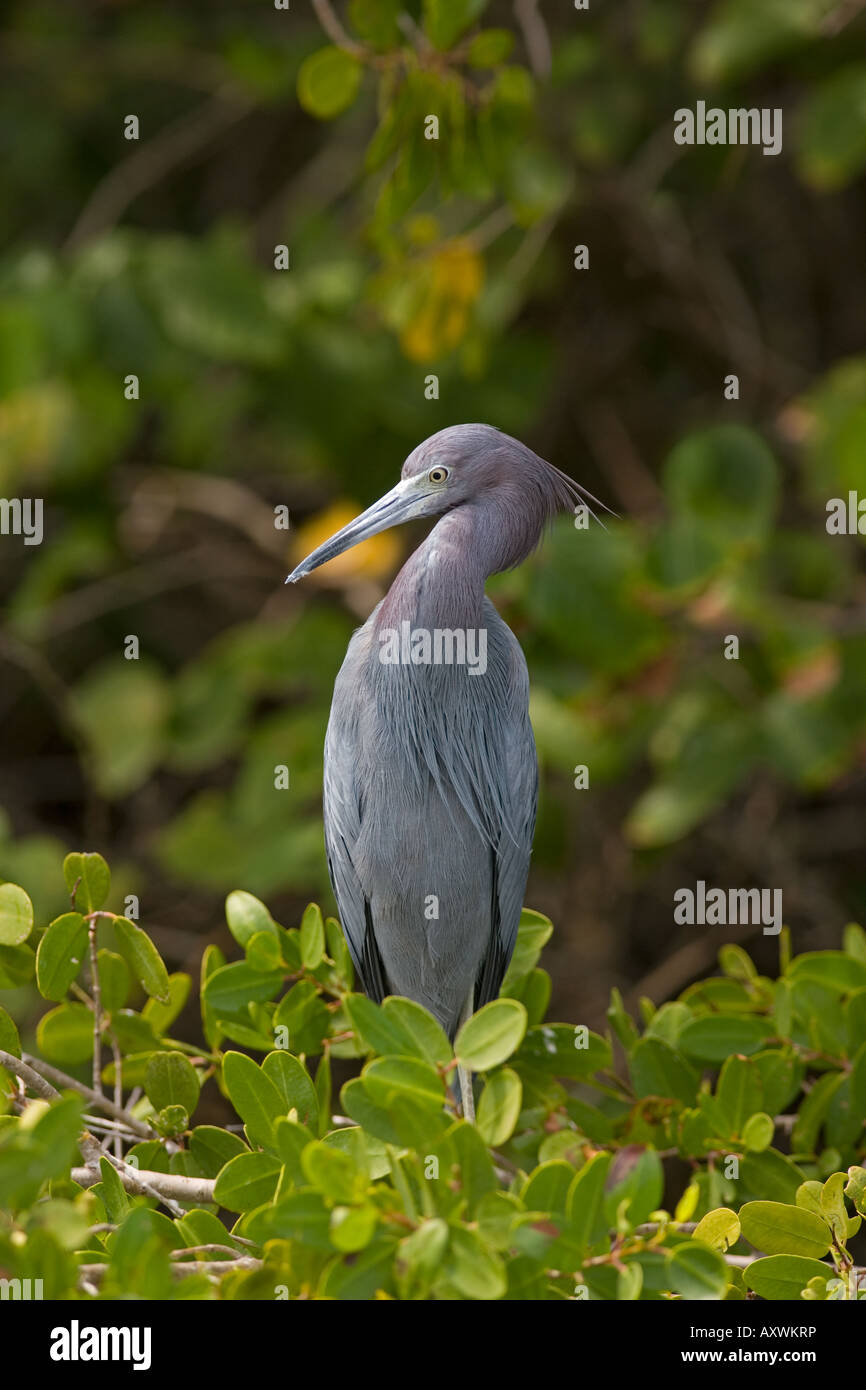 Kleine blaue Reiher Egretta Caerulea Florida USA Stockfoto