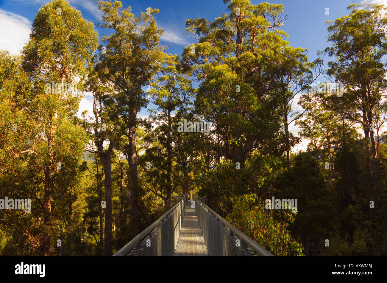 Airwalk, Tahune Forest Reserve, Tasmanien, Australien, Pazifik Stockfoto