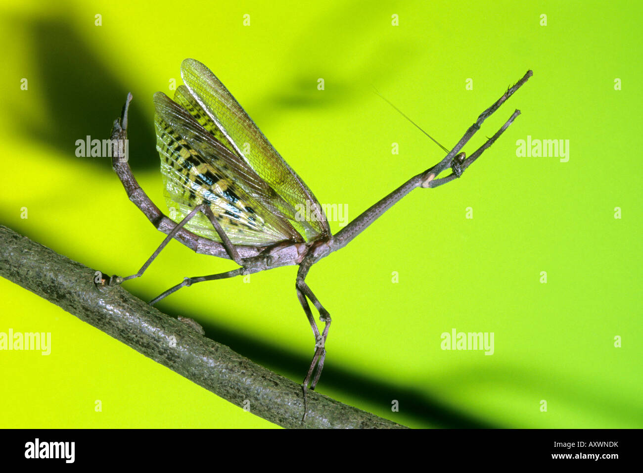 Stick-Mantis (Heterochaeta Strachani) Stockfoto